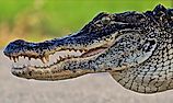 The American alligator. Wikimedia Commons. By Gareth Rasberry, CC BY-SA 3.0, Wikimedia Commons.