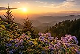 Wild aster flowers in the Great Smoky Mountains