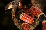 A Costa Rican coral snake (Credit: Luis César Tejo via Shutterstock)