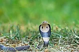 A monocled cobra (Naja kaouthia)