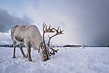 Caribou in snow