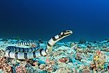 Banded sea krait.