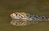 A bullsnake swimming in murky waters.
