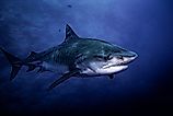 Tiger shark swimming around Fuvahmulah 5