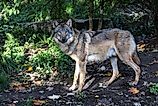 Grey wolf in an American forest