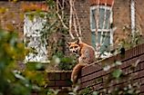 A red fox on a residential brick wall.