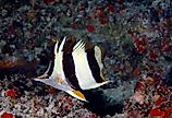 New species of butterflyfish found in the deep reefs of Papahānaumokuākea Marine National Monument in the Northwestern Hawaiian Islands.