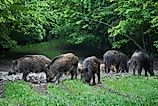 A herd of wild hogs (feral pigs) of all ages, rooting in the forest, after sunset