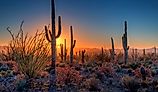 The sun sets amongst the cactus at Saguaro National Park, Arizona.