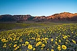 Wildflower superbloom in Death Valley National Park, California