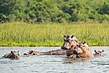Family of Hippos (Hippopotamus amphibius) posing in Murchison falls National Park, Uganda, Africa