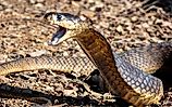 Close-up of a cobra with open mouth on a forest floor, showcasing its scales and natural habitat.