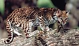 A gorgeous ocelot on a tree trunk.