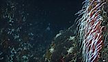 Giant Tube Worms Riftia pachyptila thriving at a deep-sea hydrothermal vent in the Mariana Trench. 
