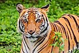 A South China Tiger (Panthera tigris amoyensis)