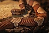 Beautiful American copperhead snake.