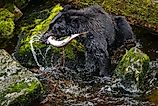 Ablack bear fishing salmon in the Anan Wildlife Observatory, Tongass National Forest
