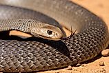 The eastern brown snake, found across Australia, is one of the fastest and most venomous snakes in the world.
