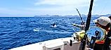 Caught a marlin jumping near the boat