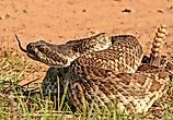 Pacific rattlesnake licking the air.