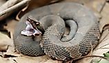 A coiled up Cottonmouth snake showing its white mouth.