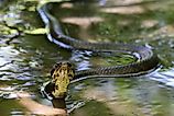 A cottonmouth snake swimming in shallow water.