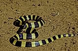The banded krait (Bungarus fasciatus) is a highly venomous species of elapids endemic to Asia. 