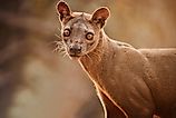 A fossa from Madagascar.