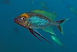 Lake Tanganyika cichlid, feather fin cichlid, Cyathopharynx furcifer at Sibwesa
