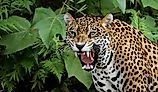 Jaguar in the Amazon Forest