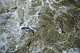 Invasive Asian carp in the tailwaters of Bagnell Dam on the Osage River that makes the lake of the Ozarks