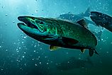 Chinook salmon migrating