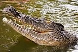 Australian saltwater crocodile head in North Queensland. 