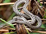 A Western Terrestrial Garter Snake