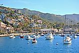 Boats in Avalon, California 