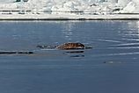 Majestic Narwhal Surfacing in the Arctic Ocean Near Ice Floes