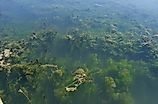 Algae Blooms in Lake Erie