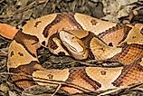 Eastern Copperhead Snake - Agkistrodon contortrix