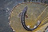 Sturgeon fish in river water