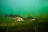 Two walleye at the bottom of a lake. 