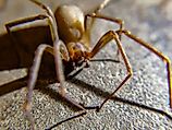 A brown recluse (Loxosceles reclusa)