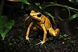 A golden poison frog (Phyllobates terribilis)