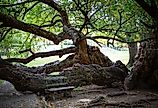 Osage orange tree at Old Fort Harrod State Park in Kentucky. Image credit Shutterstock / J.B. Clark