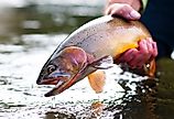 A Yellowstone Cutthroat trout being released into the water, one of the native fish making a come back in these lakes.