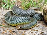 Eastern Yellow-Bellied Racer
