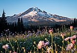 Colorful summer wildflowers with Mount Hood in the background. 