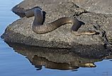 Northern Water Snake (Nerodia sipedon) basking on a rock in summer.