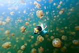 A woman snorkelling in the Jellyfish Lake in Palau.