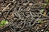 A swarm of red-sided garter snakes (thamnophis sirtalis parietalis)