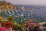 Overlooking Avalon, California.